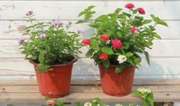 枫丹人物最新爆料视频大全,揭秘神秘角色与剧情走向